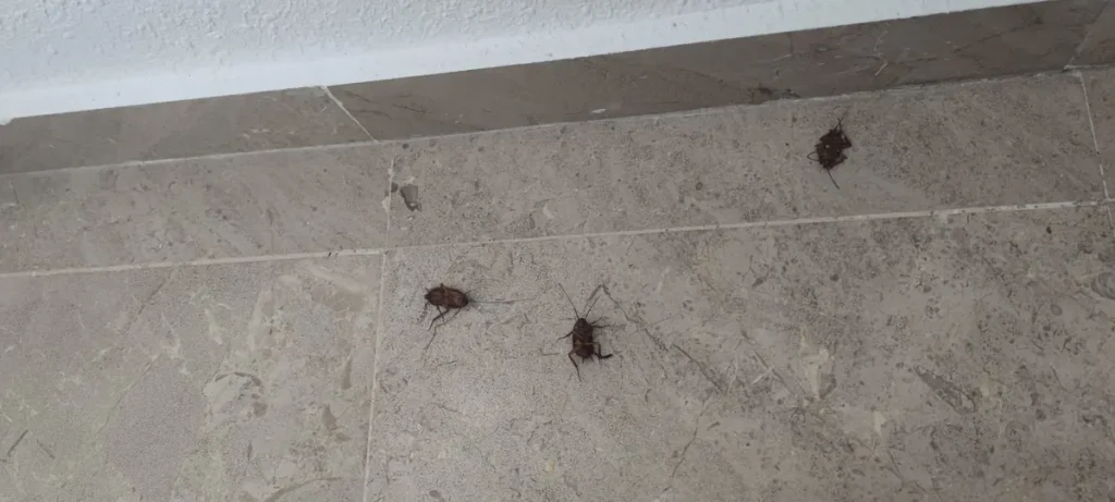Cucarachas muertas sobre el suelo junto al zócalo