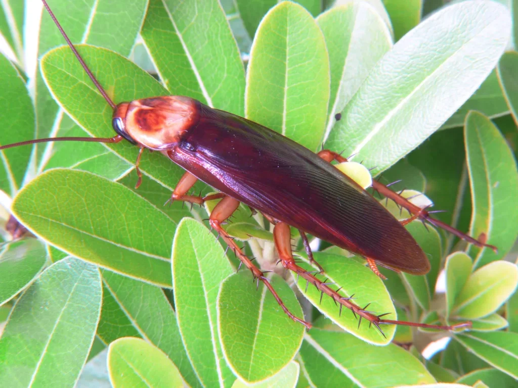 Cucaracha americana (Periplaneta americana): foto para identificarla