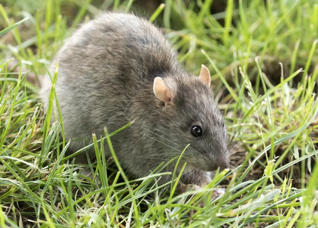 Rata parda (Rattus norvegicus): foto para identificarla