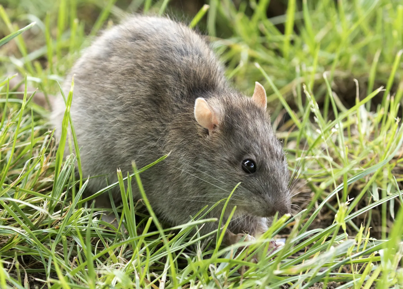 Rata parda (Rattus norvegicus), la rata de alcantarilla más común en Sevilla
