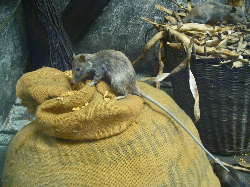 Rata negra (Rattus rattus): foto para identificarla