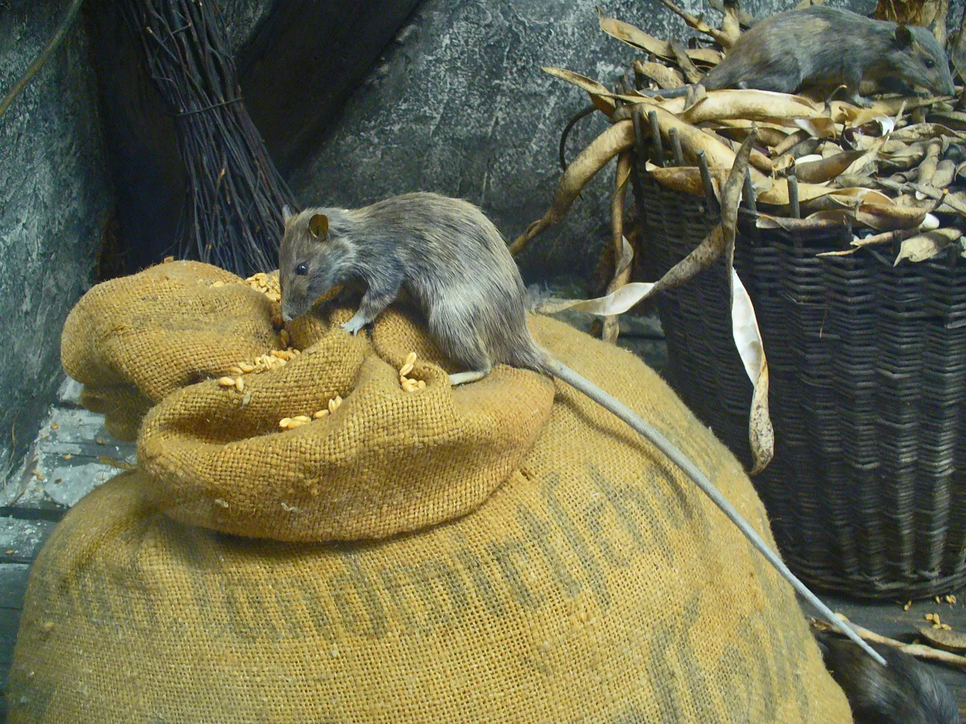 Rata negra (Rattus rattus), trepadora de tejados y falsos techos