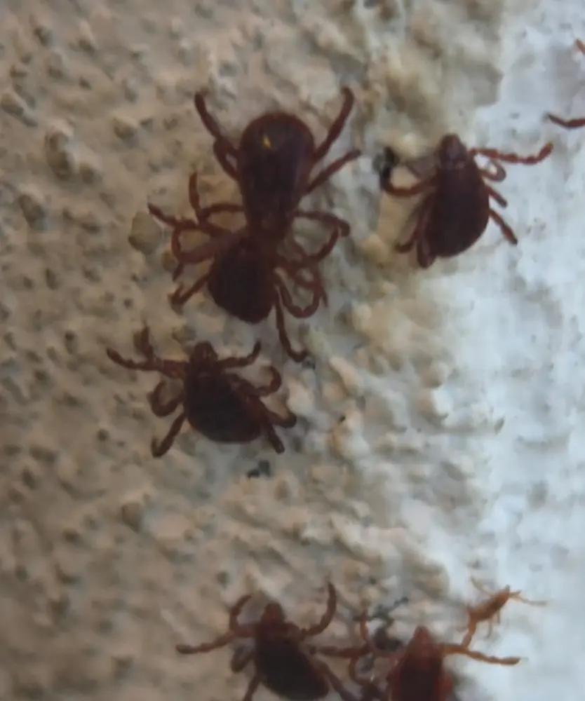 Garrapatas marrones del perro (Rhipicephalus sanguineus) subiendo por la pared de una vivienda
