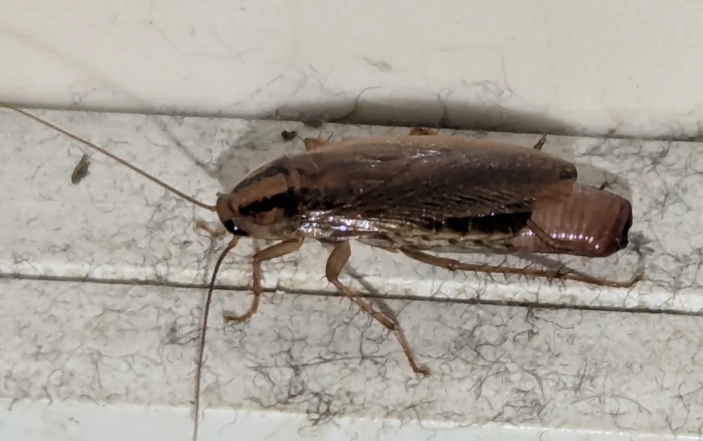 Hembra de cucaracha alemana vista de lado, con la ooteca de huevos asomando del abdomen