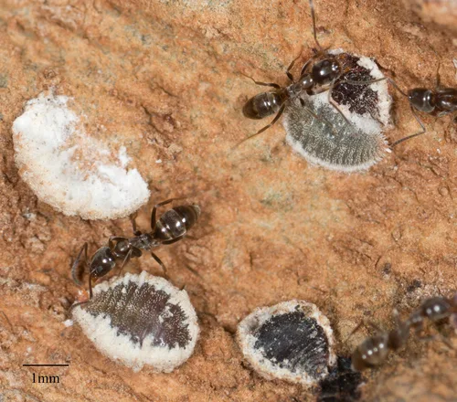 Hormigas en Camas: Hormiga argentina (Linepithema humile)