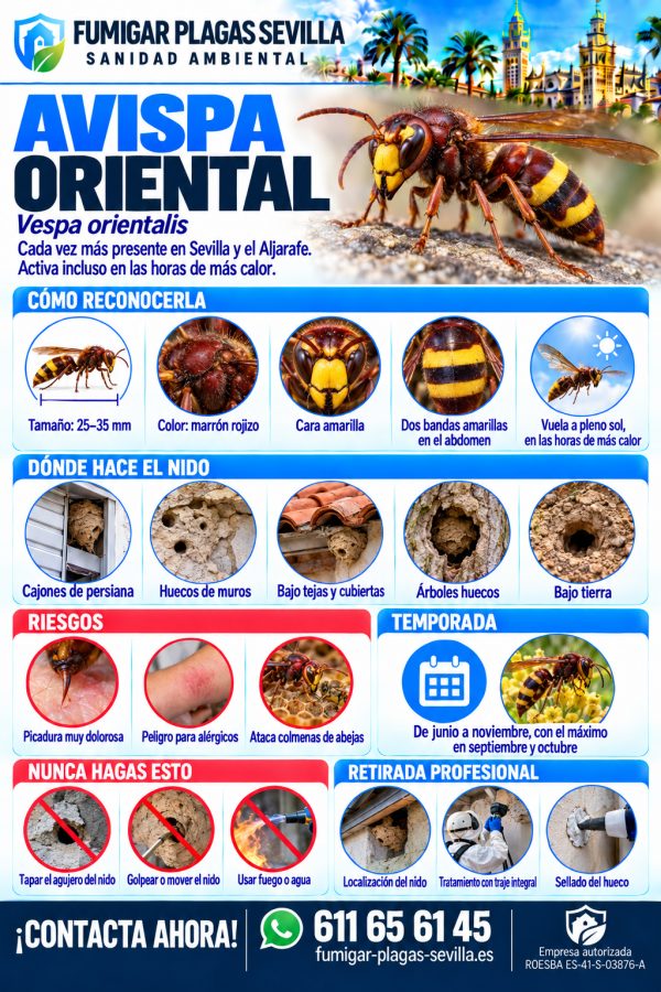 Infografía de avispa oriental: ficha técnica para reconocerla y eliminarla