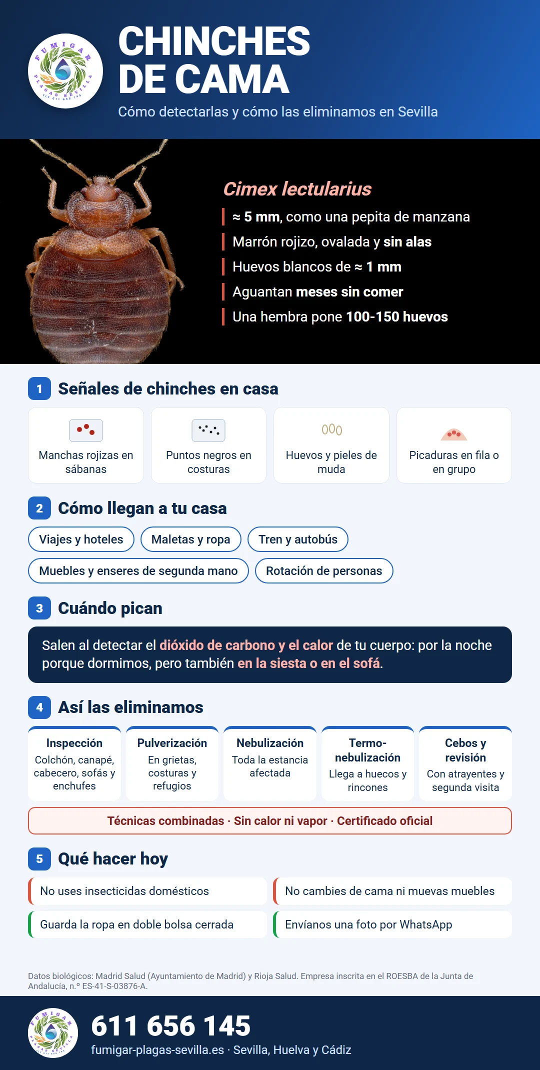 Infografía de chinches de cama: cómo detectarlas, cómo llegan, cuándo pican y cómo las eliminamos en Sevilla
