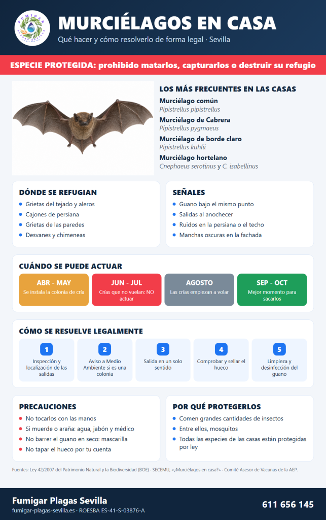 Murciélagos en casa: infografía con especies frecuentes, dónde se refugian, señales, cuándo se puede actuar, cómo se resuelve legalmente y precauciones