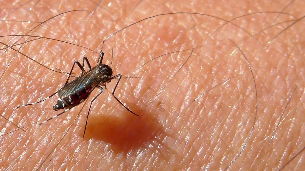 Mosquitos en Camas: Mosquito tigre (Aedes albopictus)