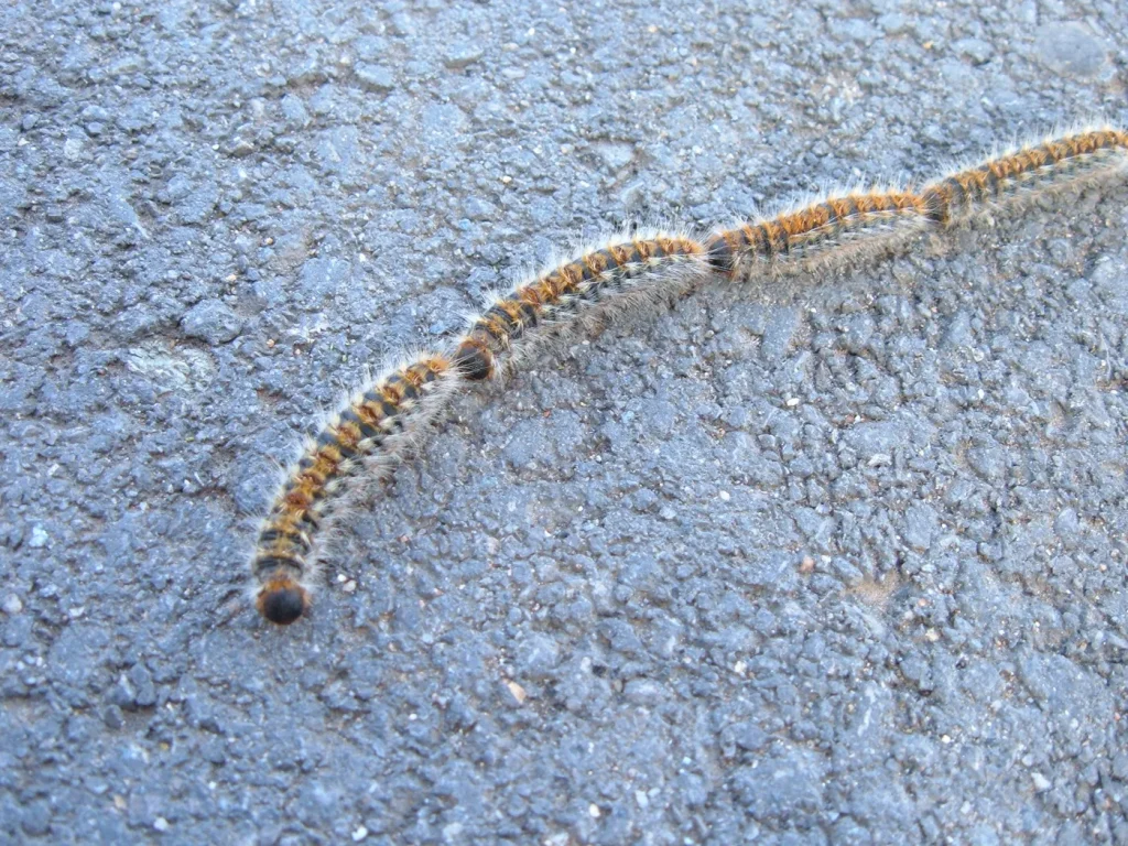 Procesionaria del pino (Thaumetopoea pityocampa): foto para identificarla
