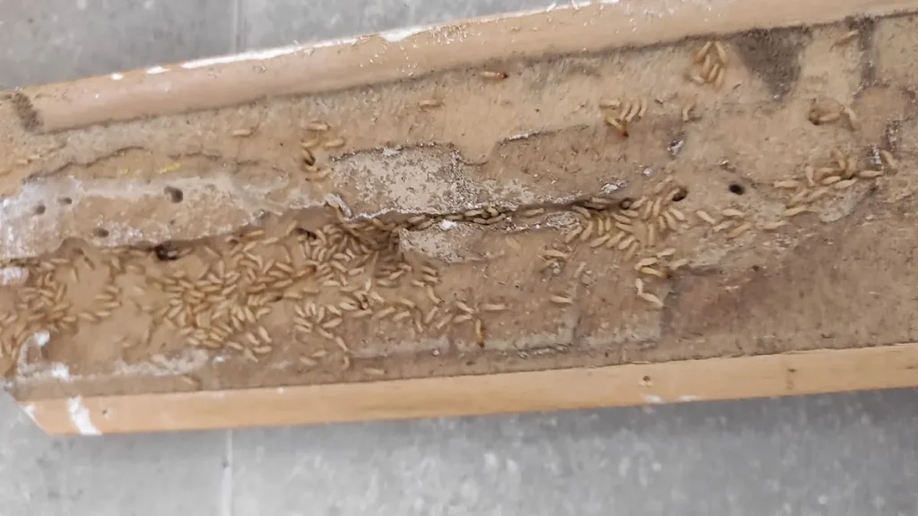Termitas subterráneas obreras en las galerías de un rodapié de madera