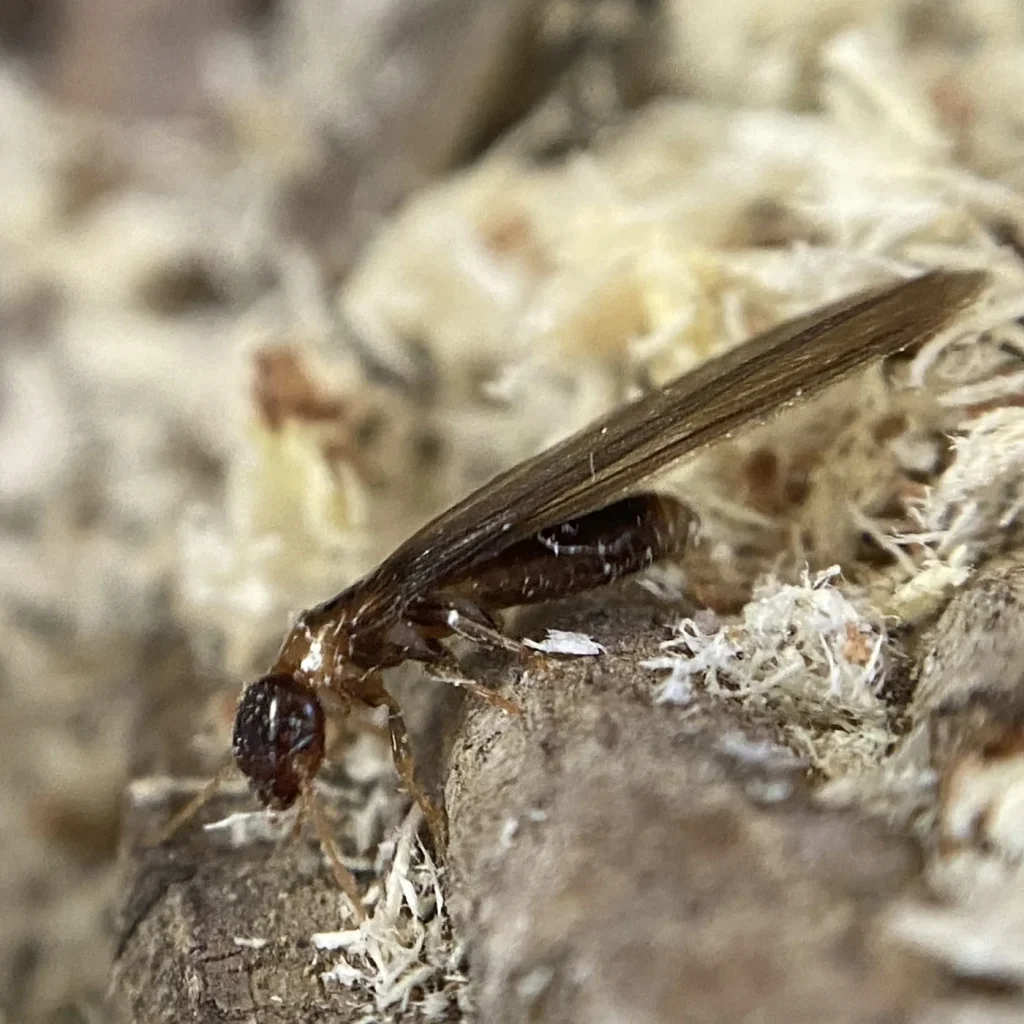 Termitas en Umbrete: Termita de madera seca (Kalotermes flavicollis)