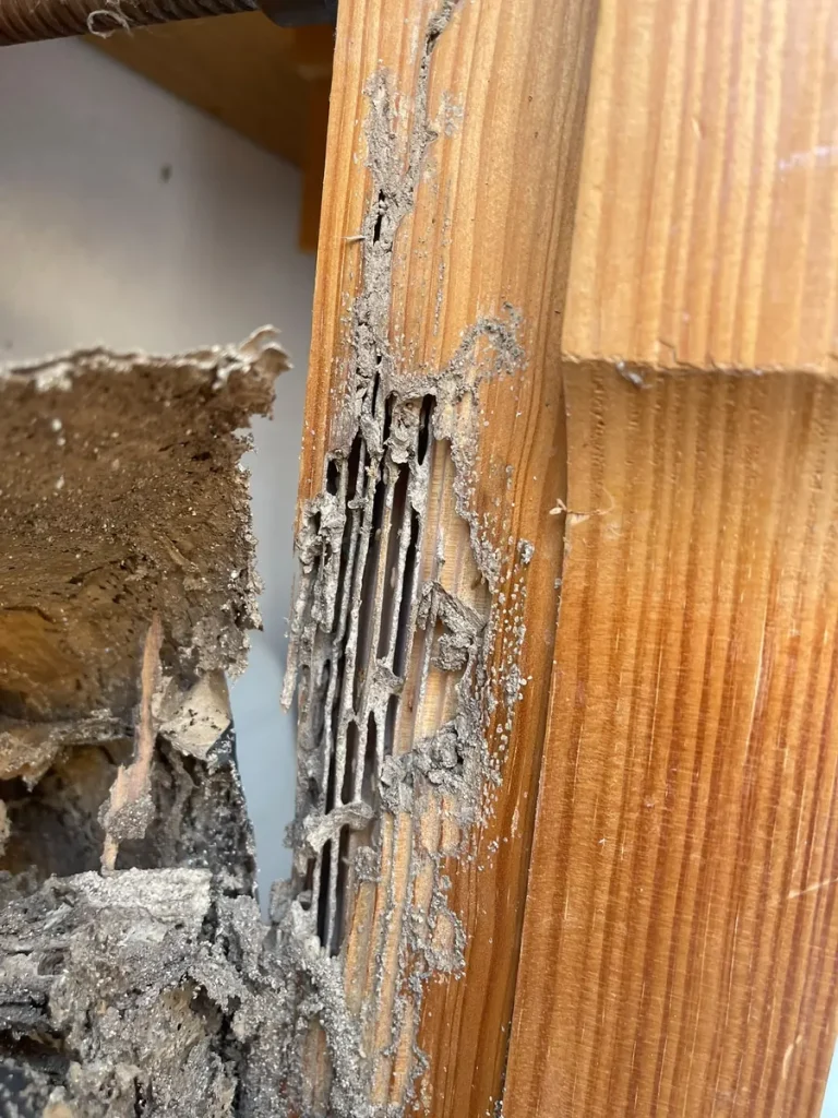 Wooden beam with subterranean termite galleries lined with mud