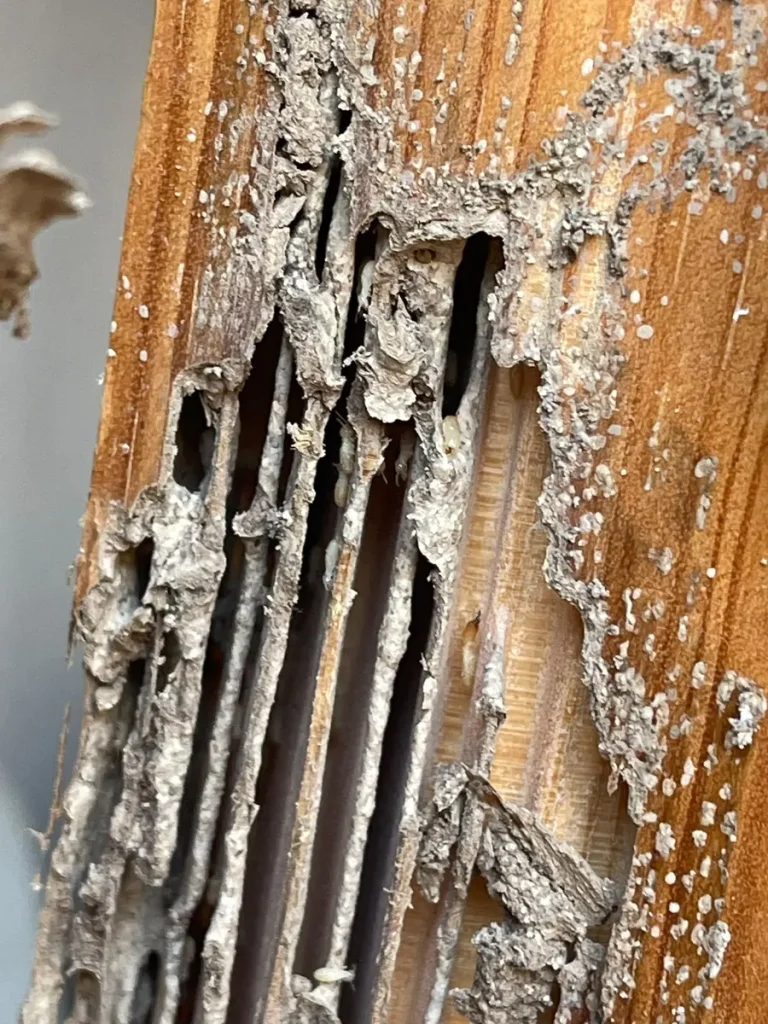 Subterranean termite workers inside the wood galleries