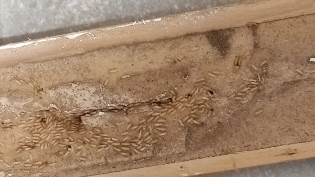 Colonia de termitas subterráneas activa en un rodapié de madera