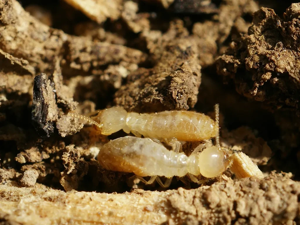 Termita subterránea (Reticulitermes): foto para identificarla