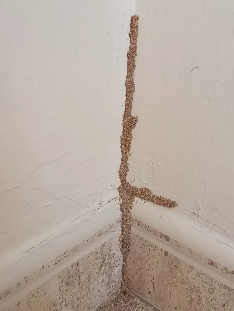 Subterranean termite mud tube running up a bedroom corner