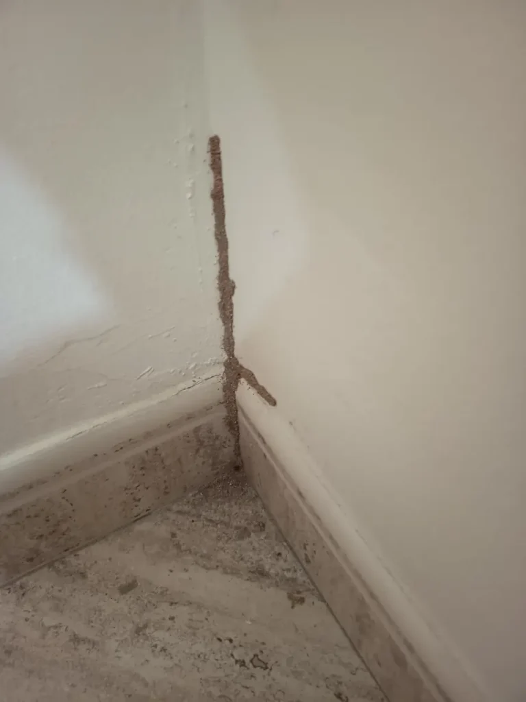 Termite mud tube from the skirting board up the wall